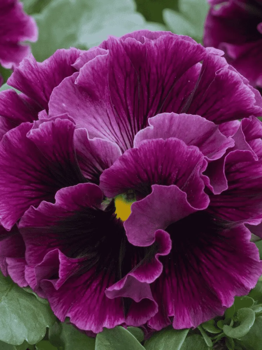 Виола RUFFLES Wine