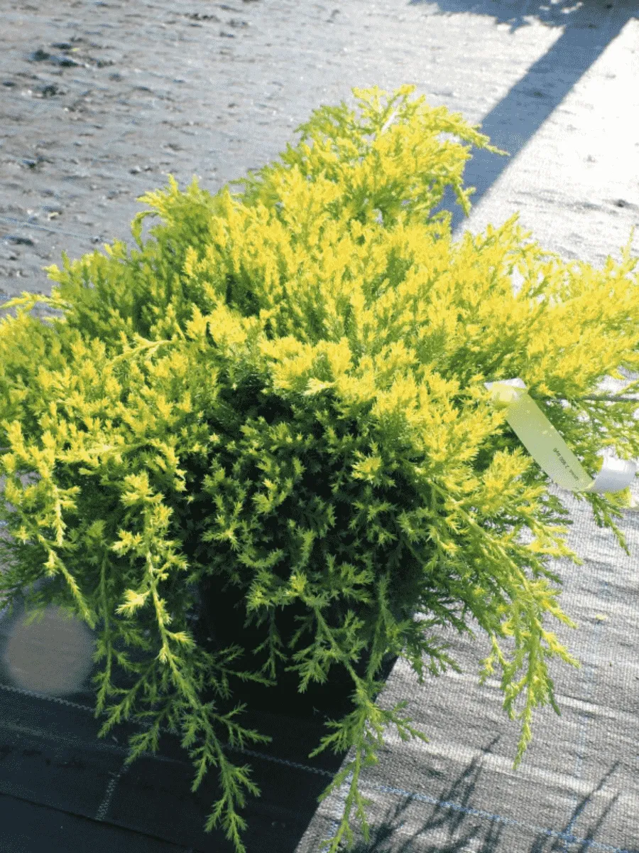 Можжевельник китайский Daubs' s Frosted