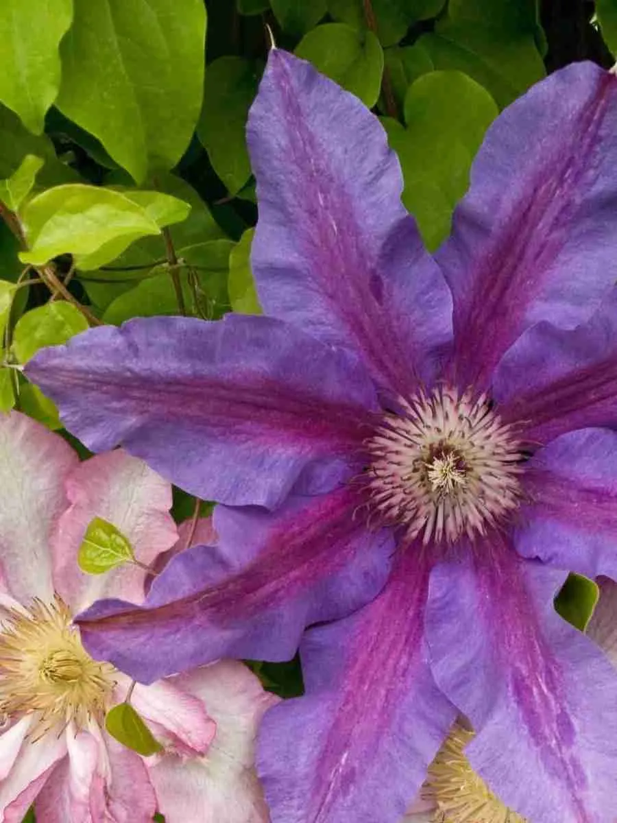 Клематис гибридный Fireworks