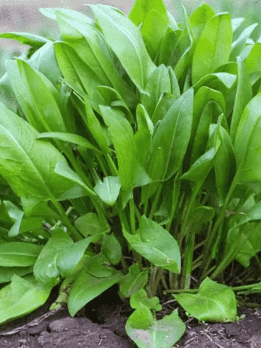 Щавель Щавель