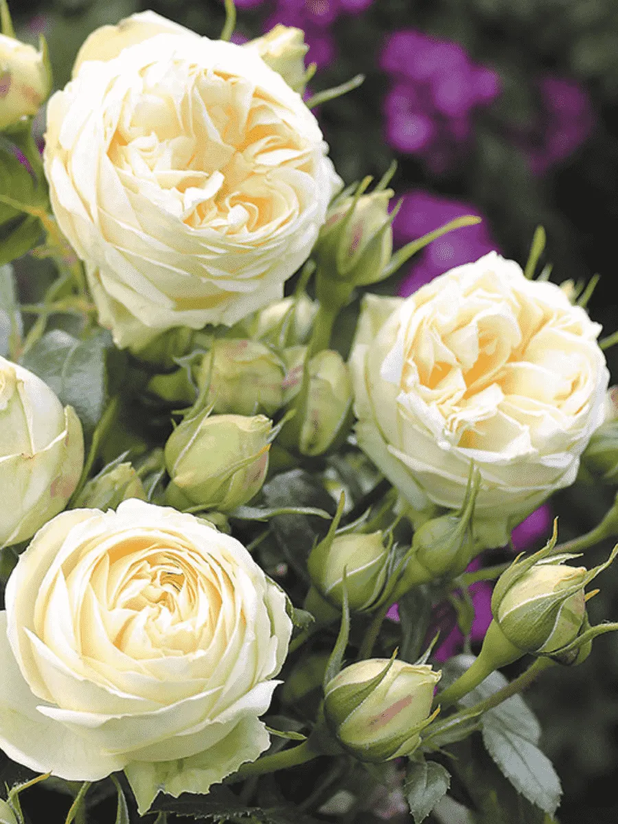 Роза  кустовая Wedding Piano