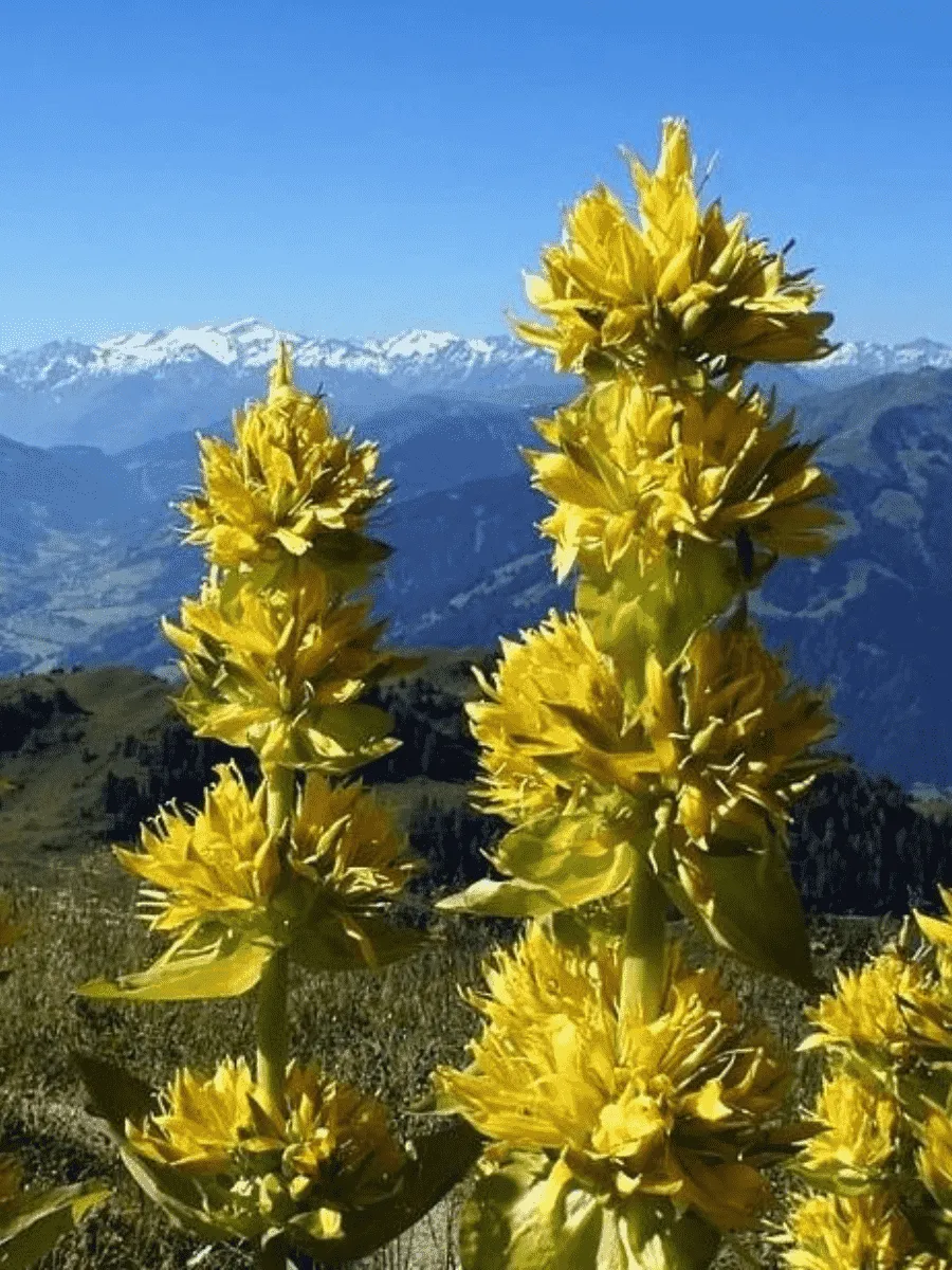 Горечавка желтая