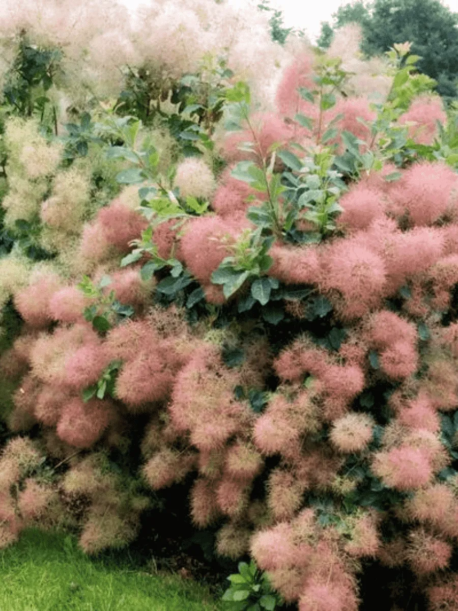 Скумпия кожевенная Young Lady Скумпия кожевенная Young Lady