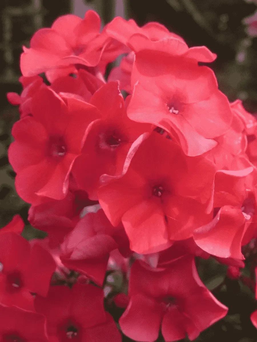 Флокс метельчатый Tequila Sunrise