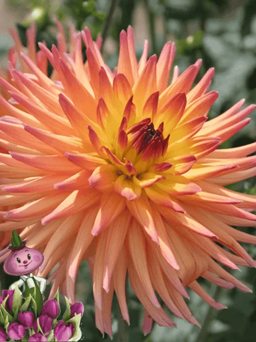 Георгина Icarus