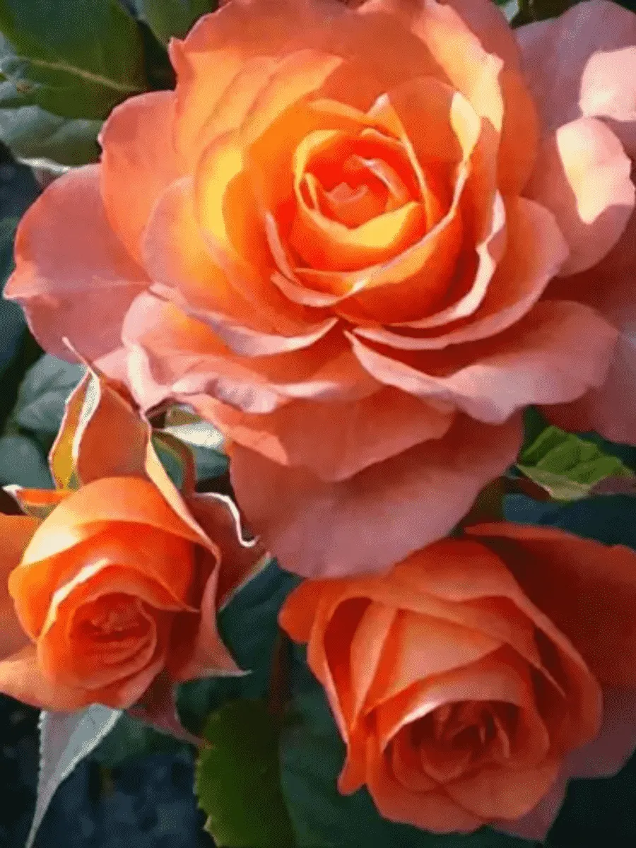 Роза Чайно-гибридная Pina Colada