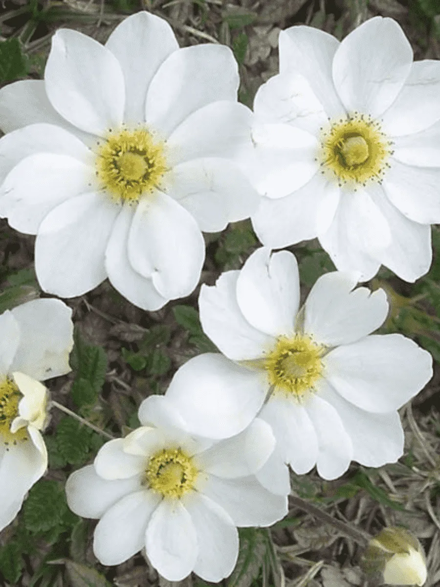 Дриада восьмилепестная