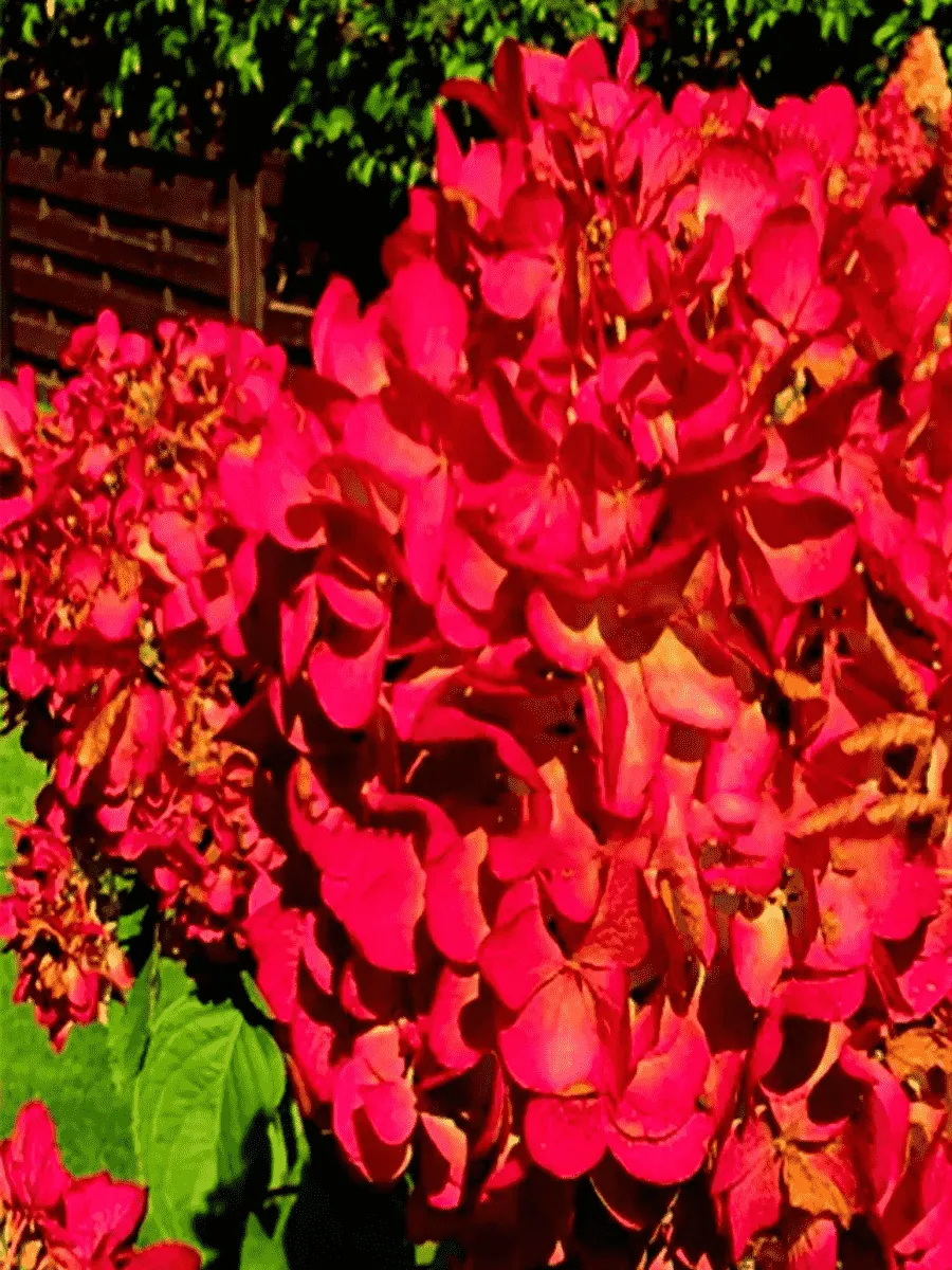 Гортензия метельчатая Panflora ТОЛЬКО САМОВЫВОЗ Гортензия метельчатая Panflora ТОЛЬКО САМОВЫВОЗ