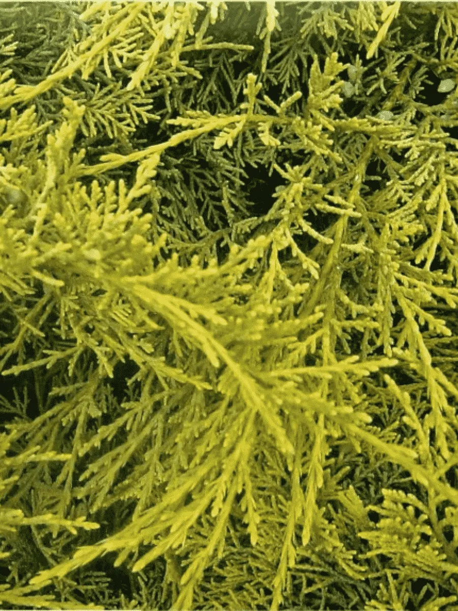 Можжевельник виргинский Golden Spring Можжевельник виргинский Golden Spring