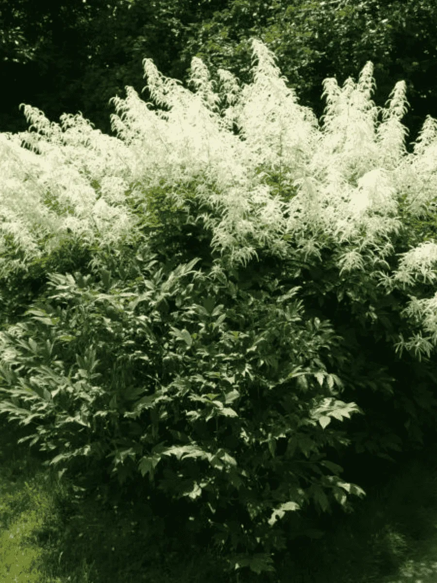 Волжанка двудомная Волжанка двудомная