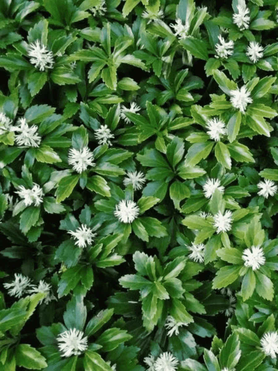 Пахизандра Пахизандра