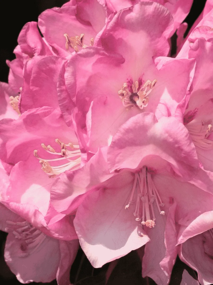 Рододендрон гибридный Pink Titan