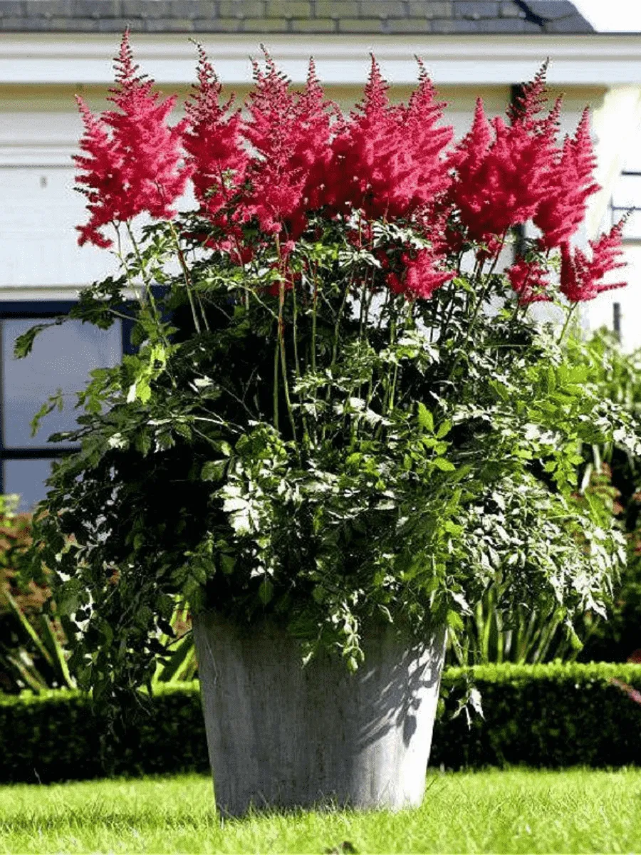 Астильба гибридная Mighty Red Queen