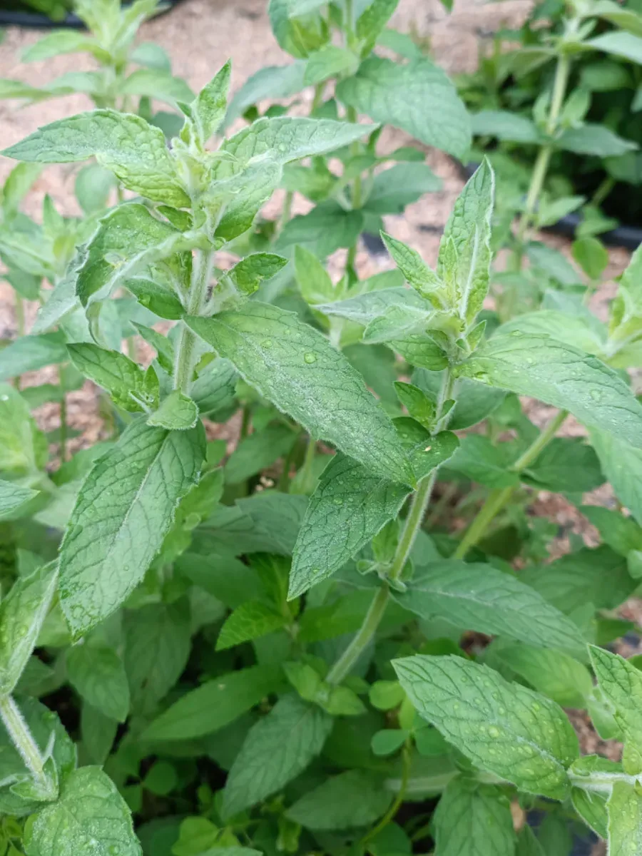 Мята Сахарная вата