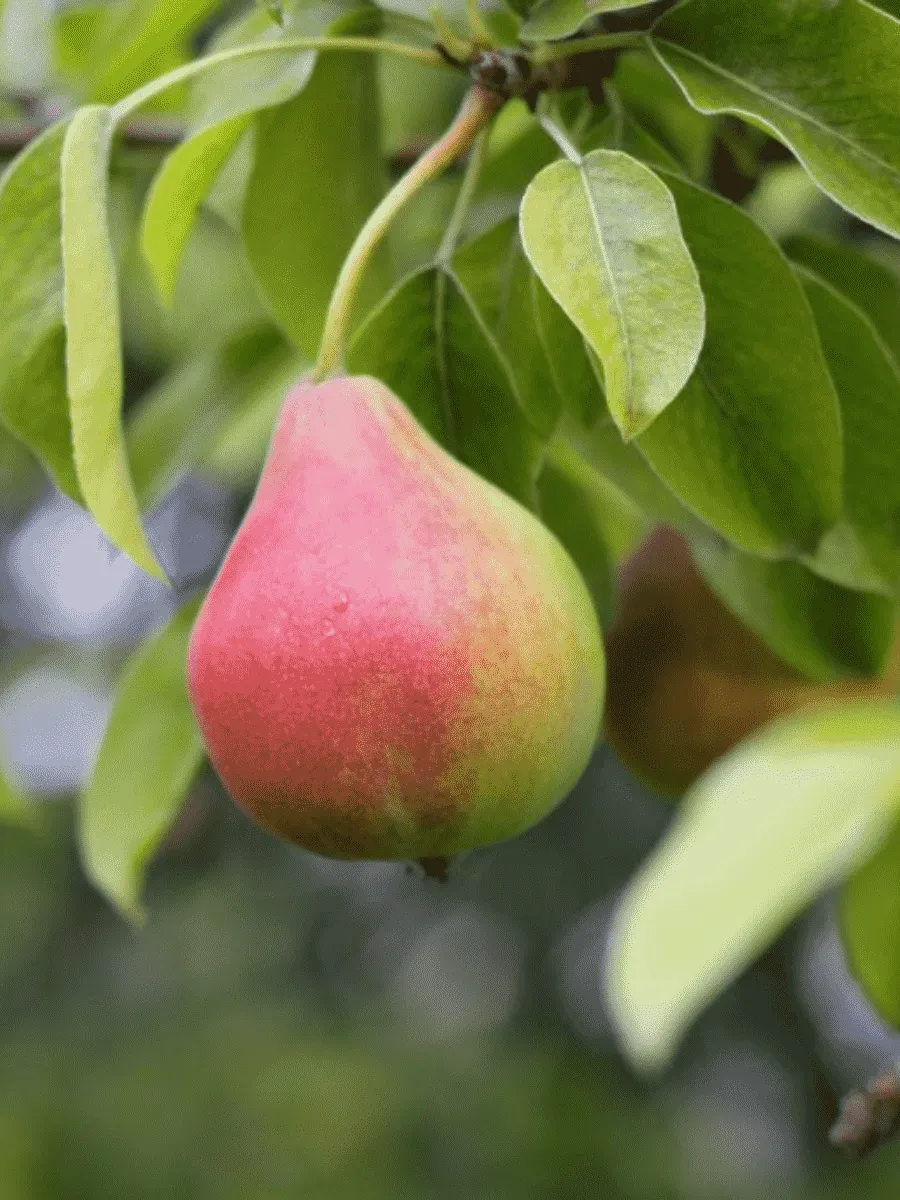 Груша Татьяна Груша Татьяна