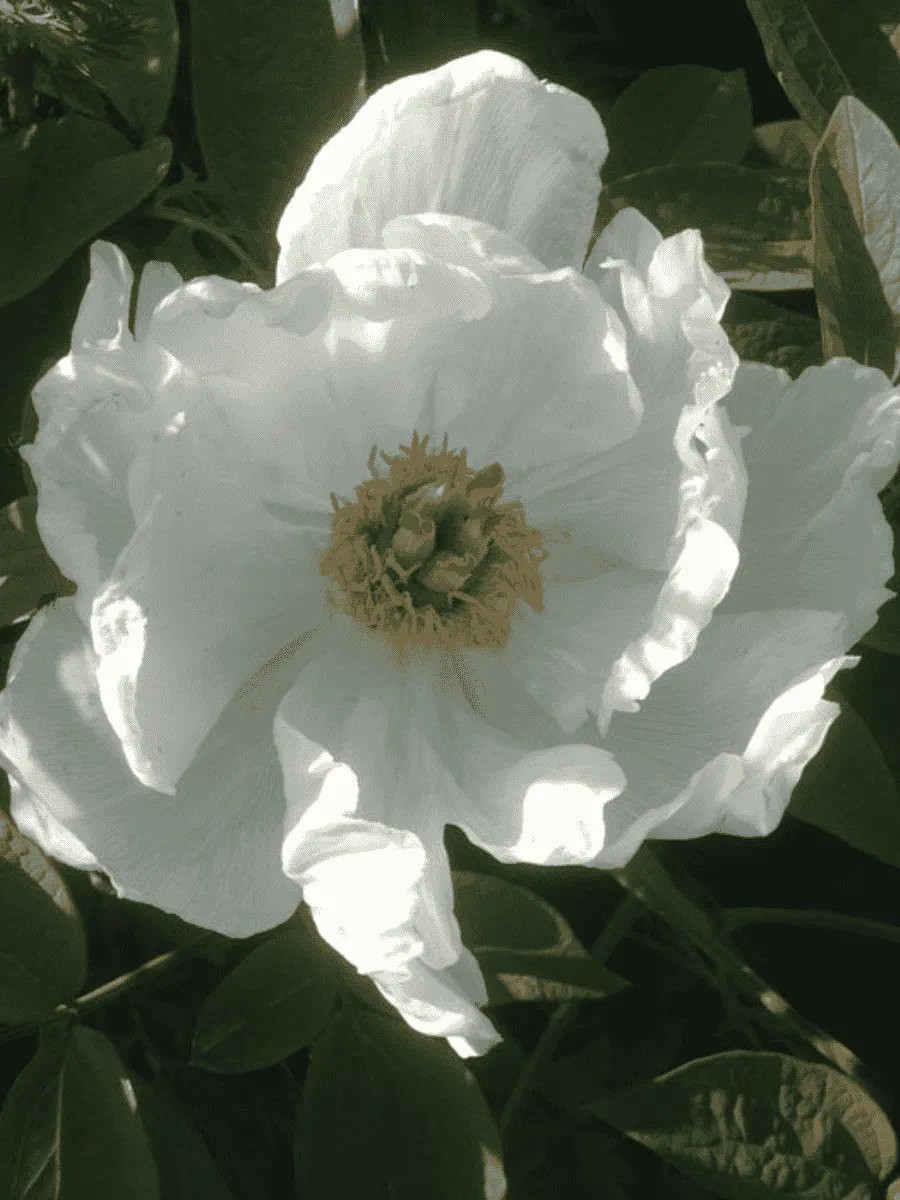 Пион Древовидный White