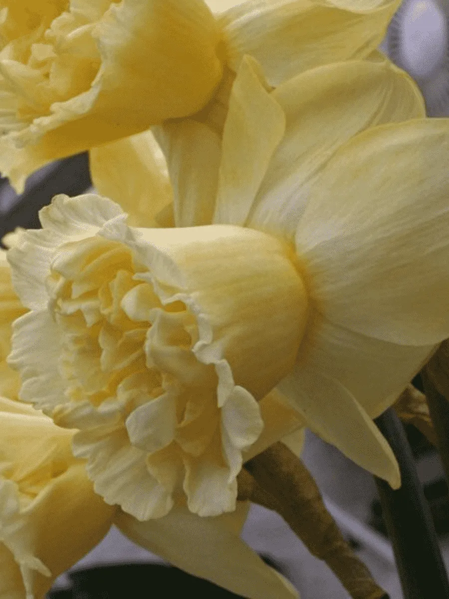 Нарцисс Art Design