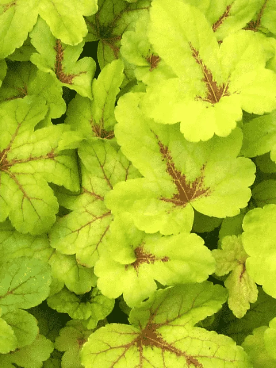 Гейхерелла Sunspot