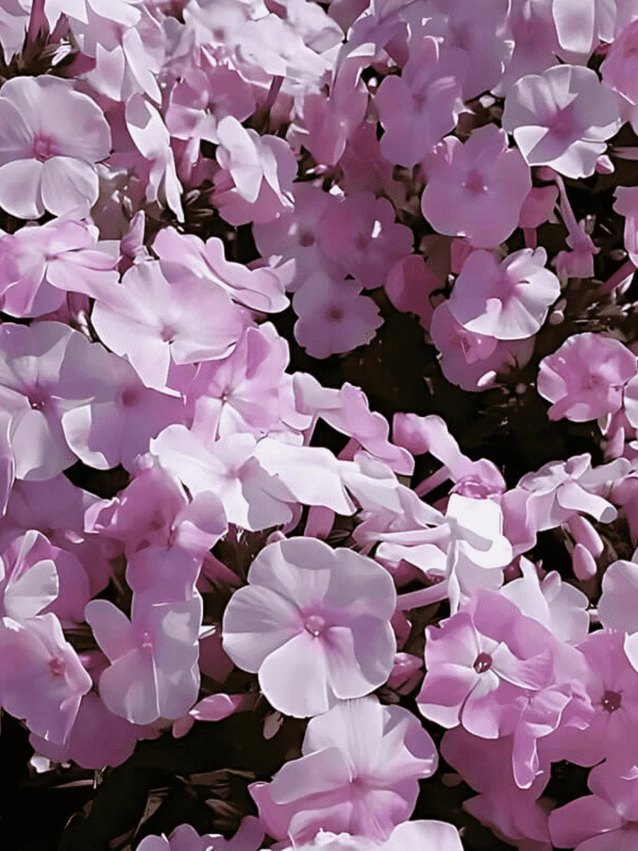 Флокс метельчатый Helena