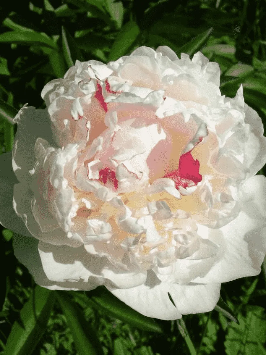 Пион Молочноцветковый Avalanche