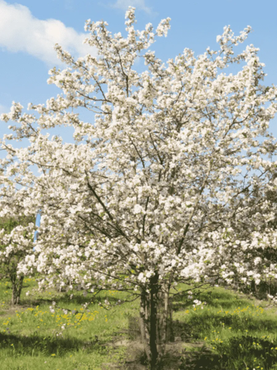 Яблоня декоративная Профессор Шпренгер