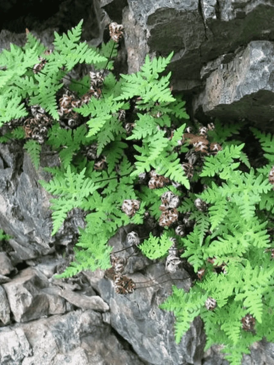 Краекучник шерстистый