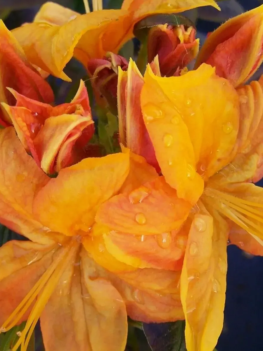 Азалия Klondyke