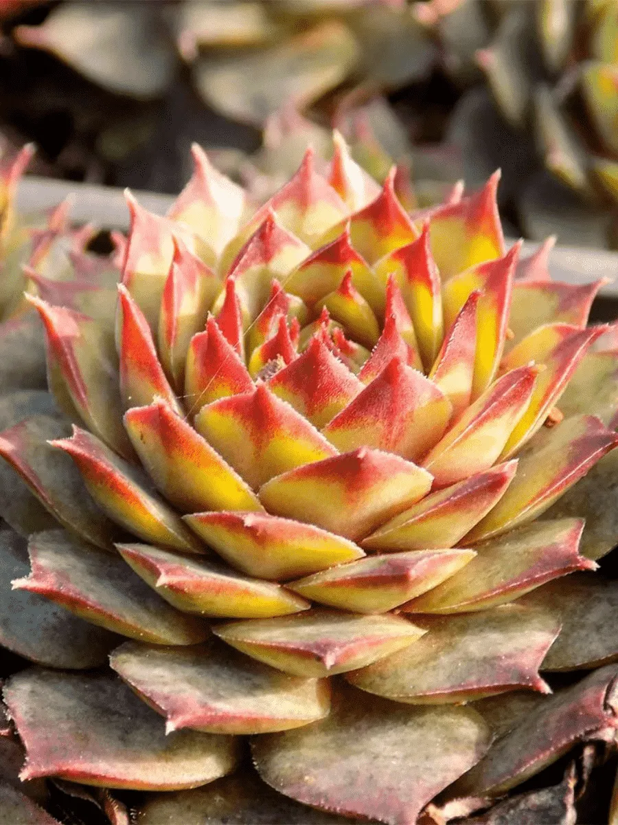 Молодило гибридное Ockerwurz