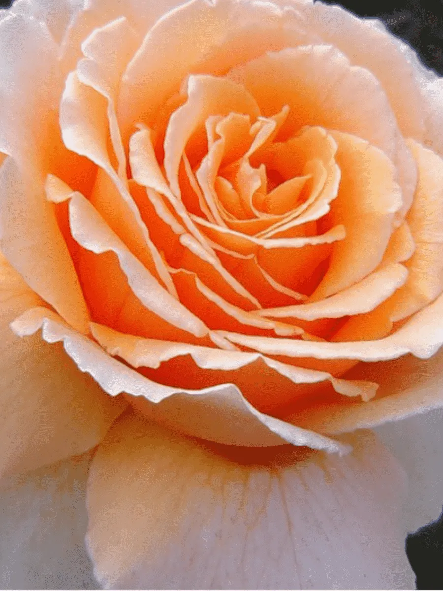 Роза чайно-гибридная Prima Donna