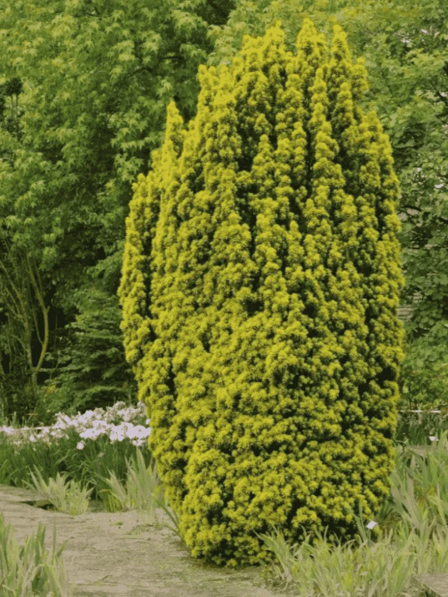 Тис ягодный David Тис ягодный David