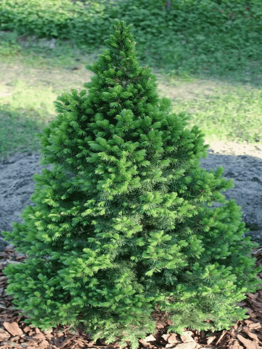 Ель канадская Conica December Ель канадская Conica December