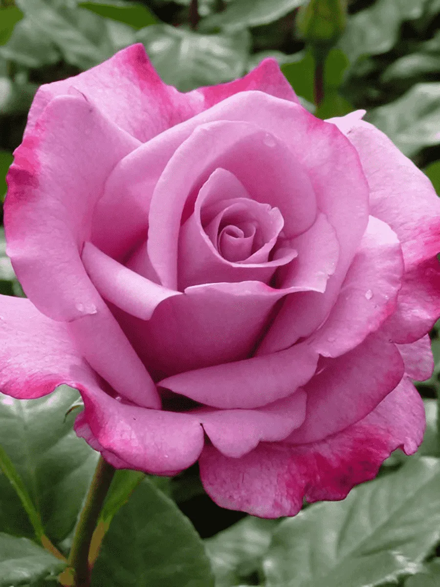 Роза чайно-гибридная Moody Blue