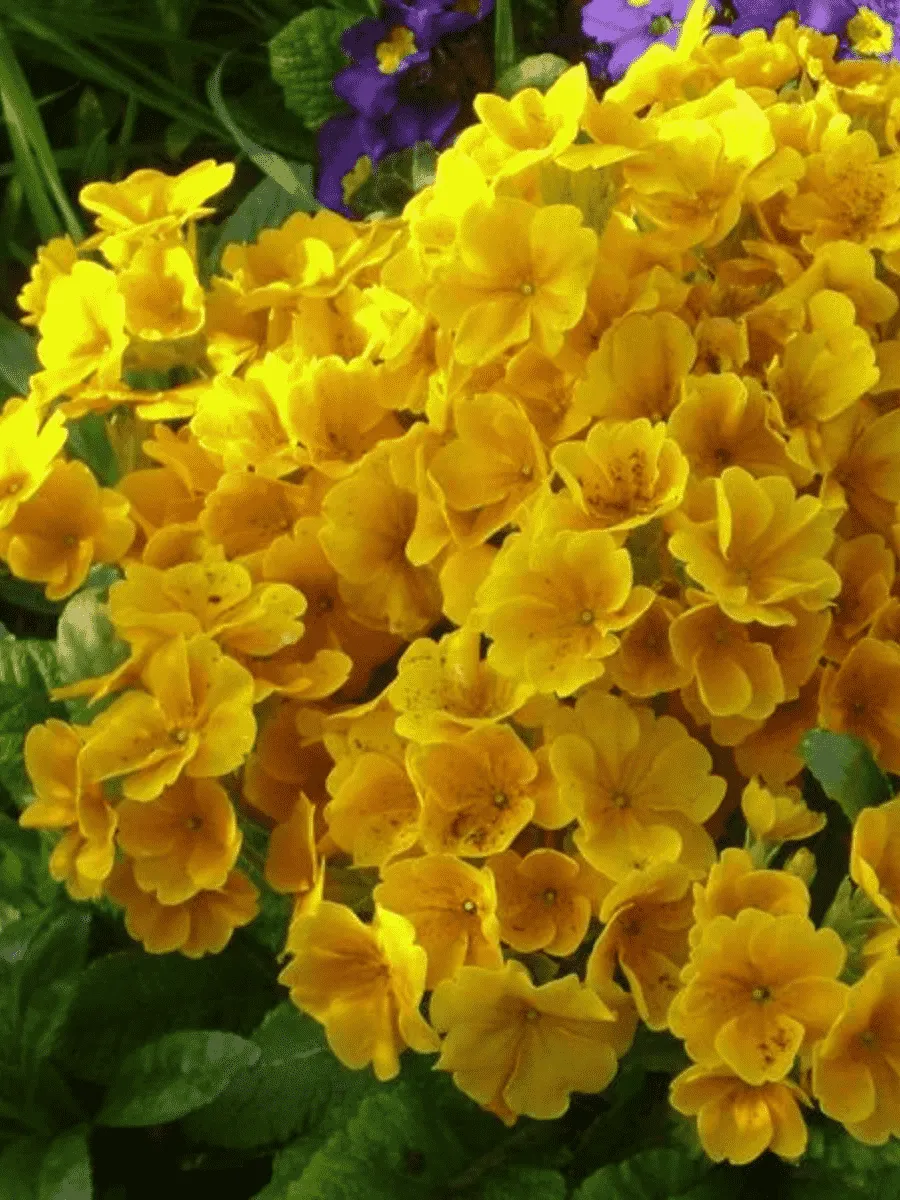 Примула бесстебельная Сrescendo golden