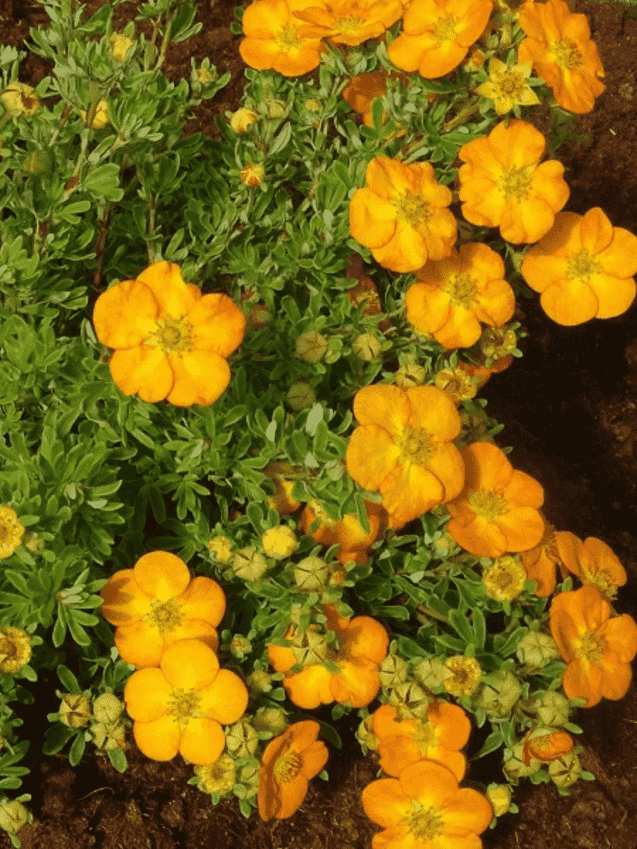 Лапчатка кустарниковая Bella Sol Лапчатка кустарниковая Bella Sol