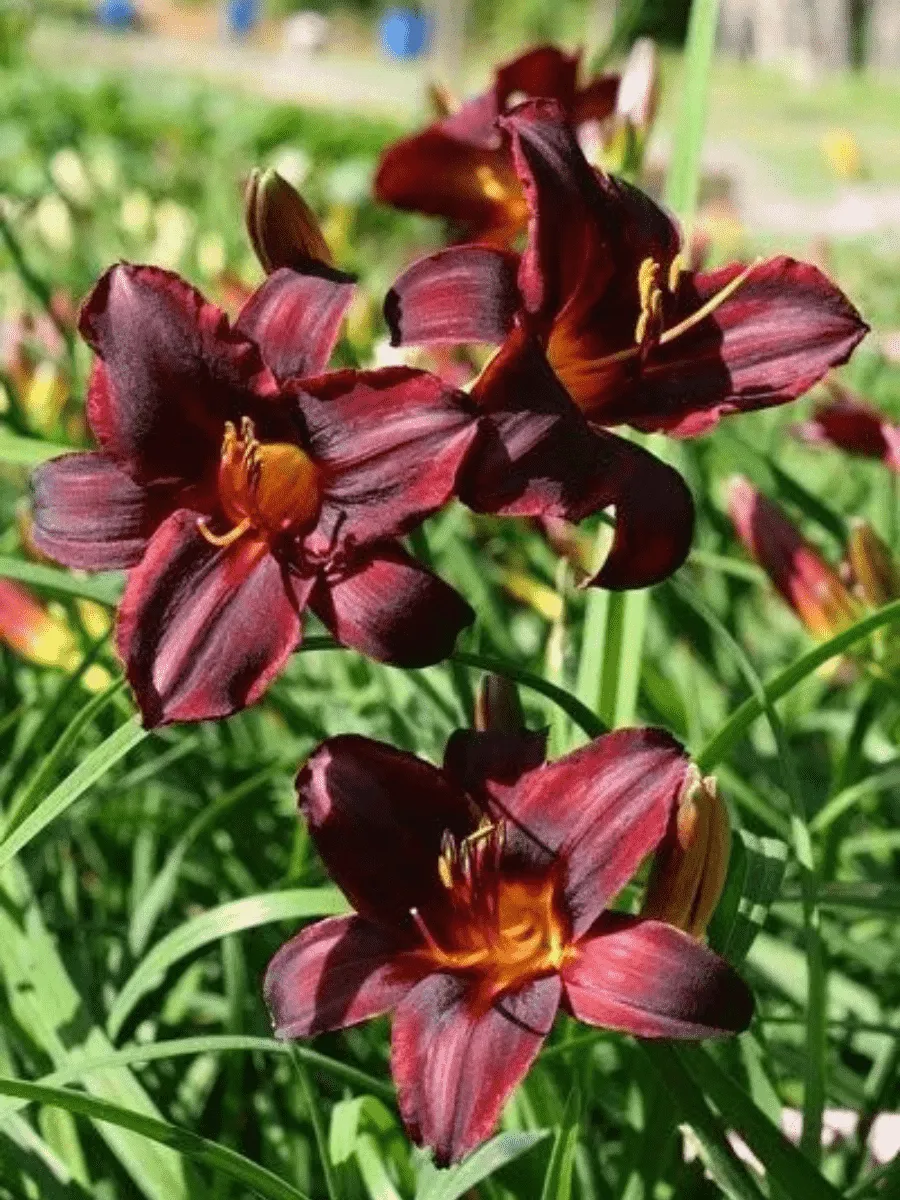 Лилейник Chocolate Candy