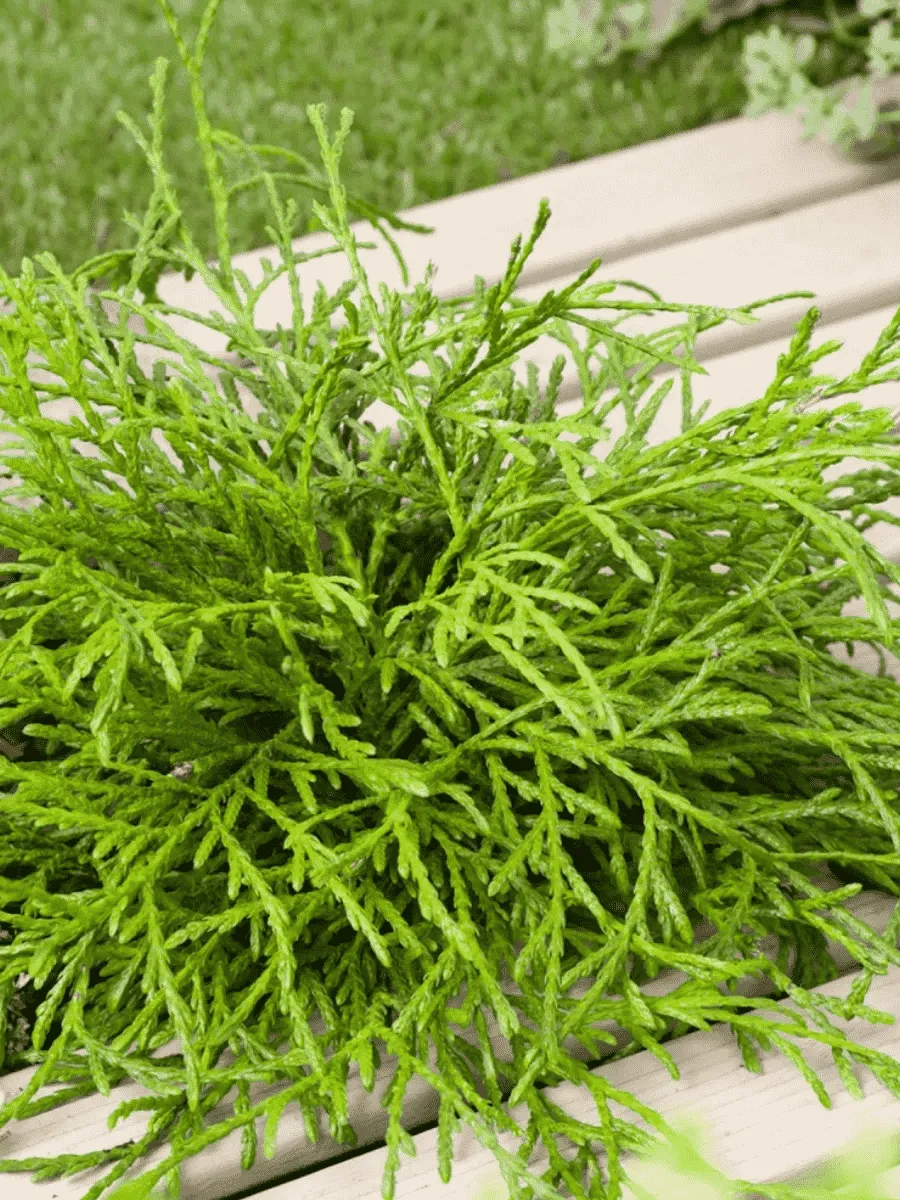 Туя складчатая Kagers Beauty Туя складчатая Kagers Beauty