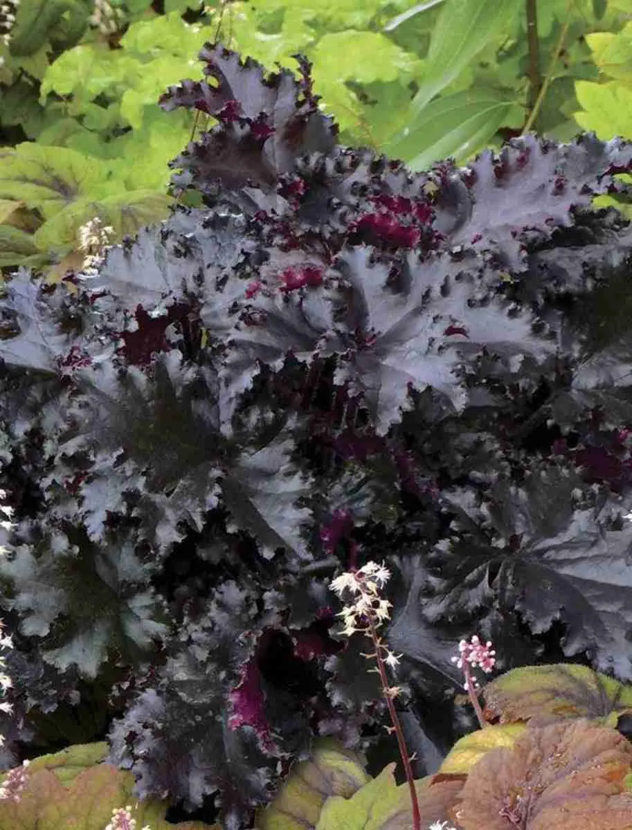 Гейхера Black Taffeta