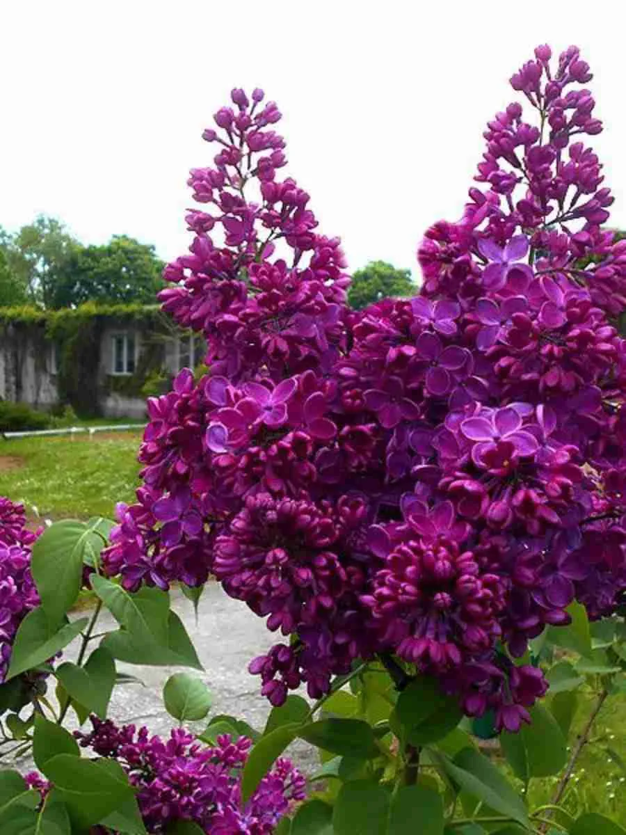 Сирень обыкновенная Знамя Ленина