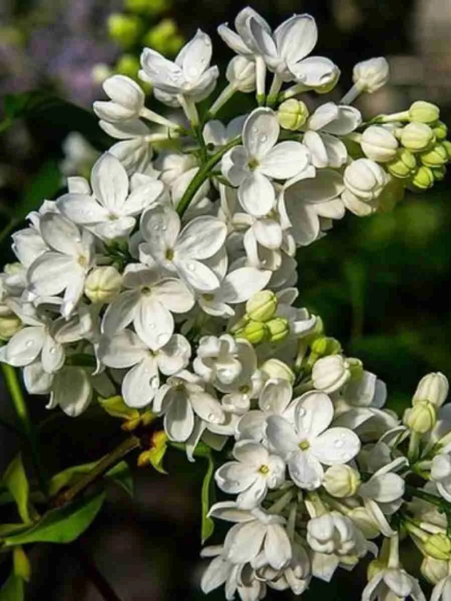 Сирень обыкновенная Дорога жизни