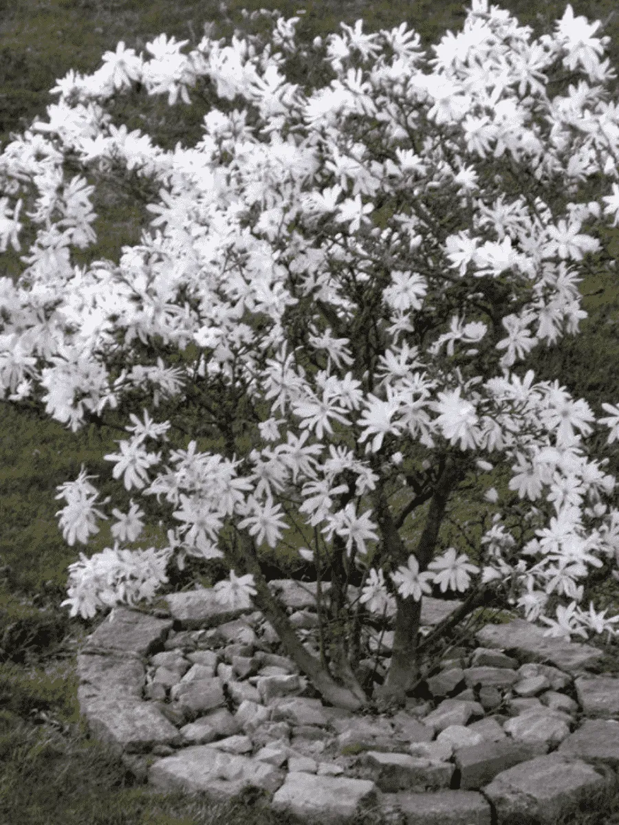 Магнолия Stellata Магнолия Stellata
