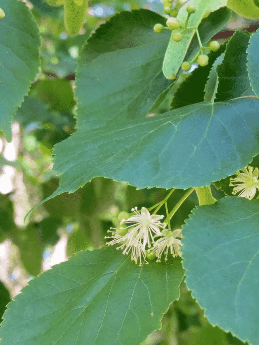 Липа сердцевидная Липа сердцевидная