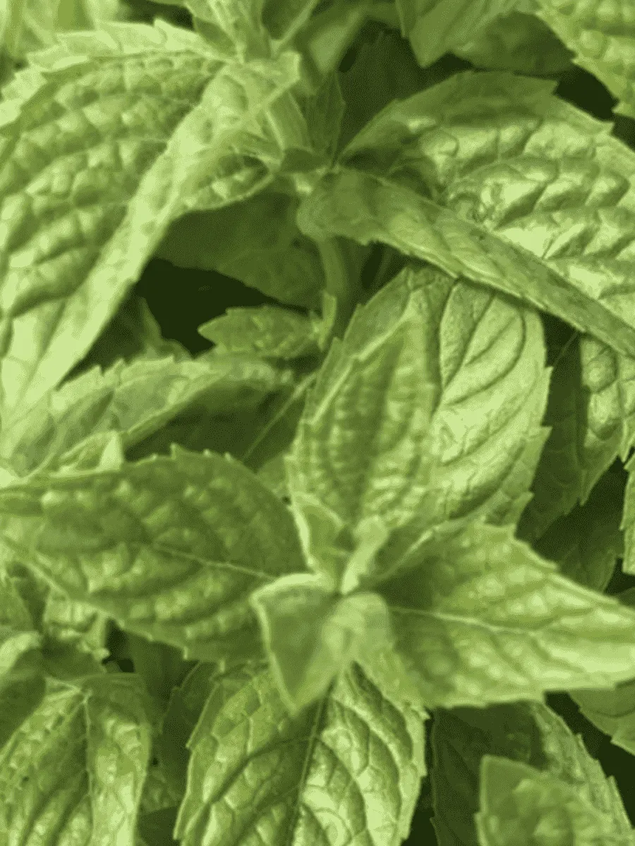 Мята Лаймовое Мороженое