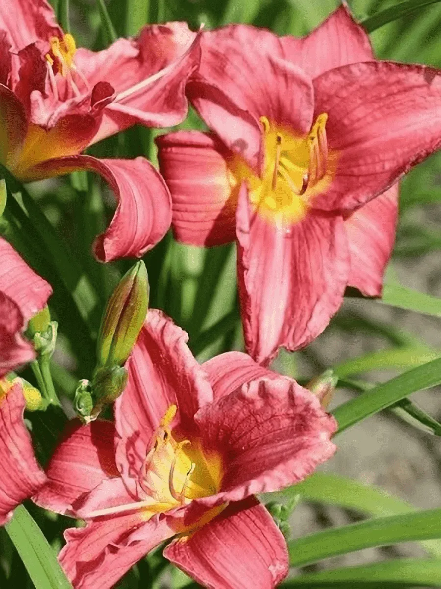 Лилейник Rosy Returns