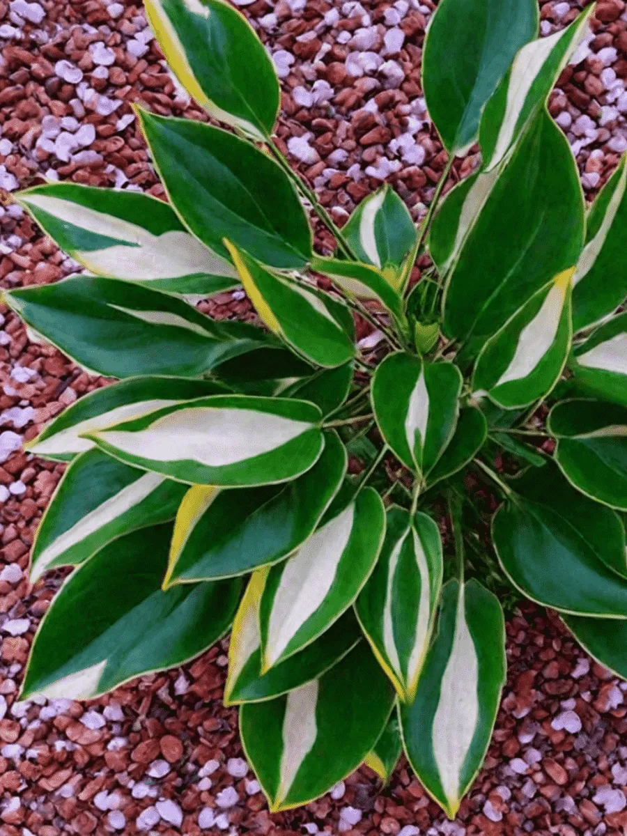 Хоста Whirly Pop