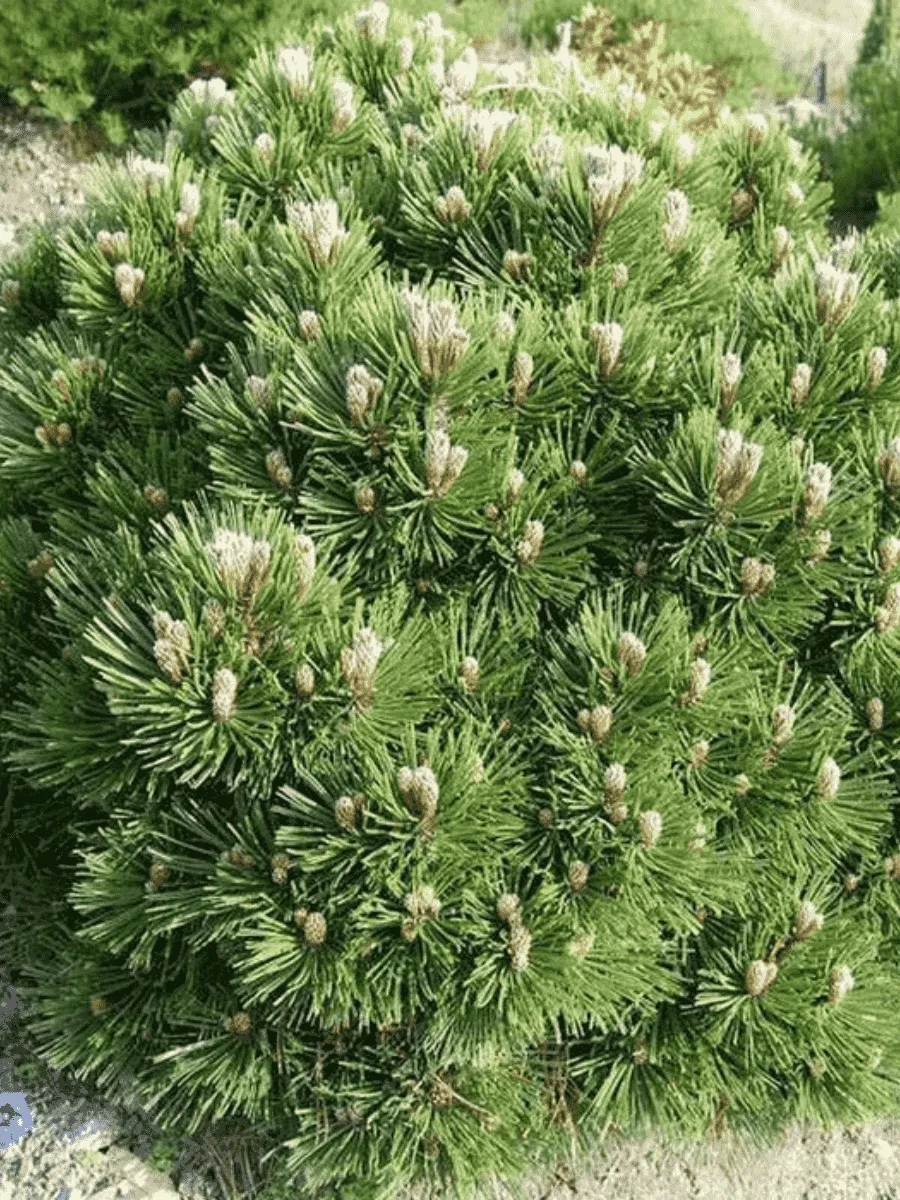 Сосна Гельдрейха Smidtii Сосна Гельдрейха Smidtii