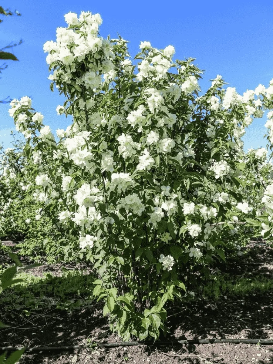 Чубушник Память о Вехове