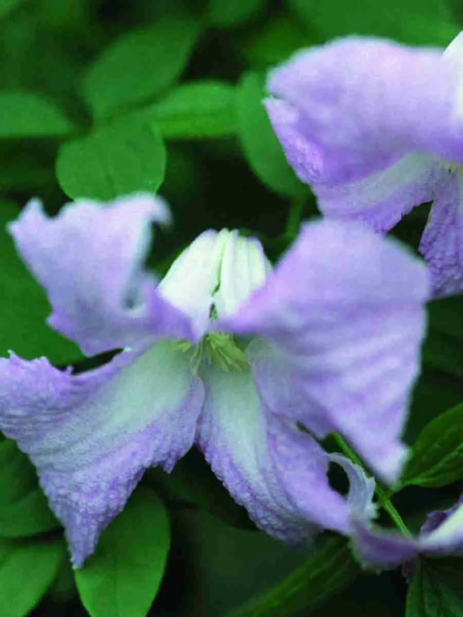 Клематис гибридный Betty Corning