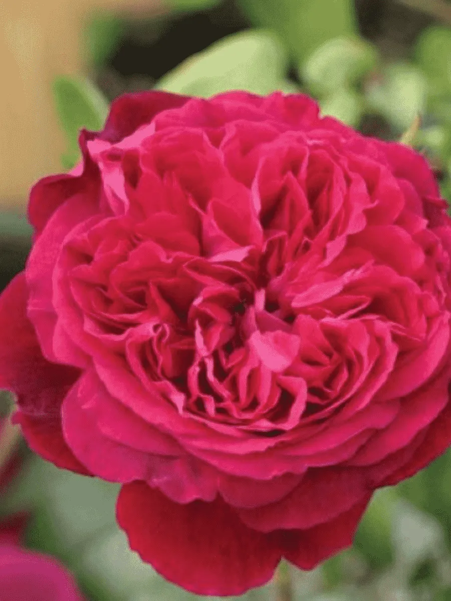 Роза Английская кустовая Fisherman’s Friend