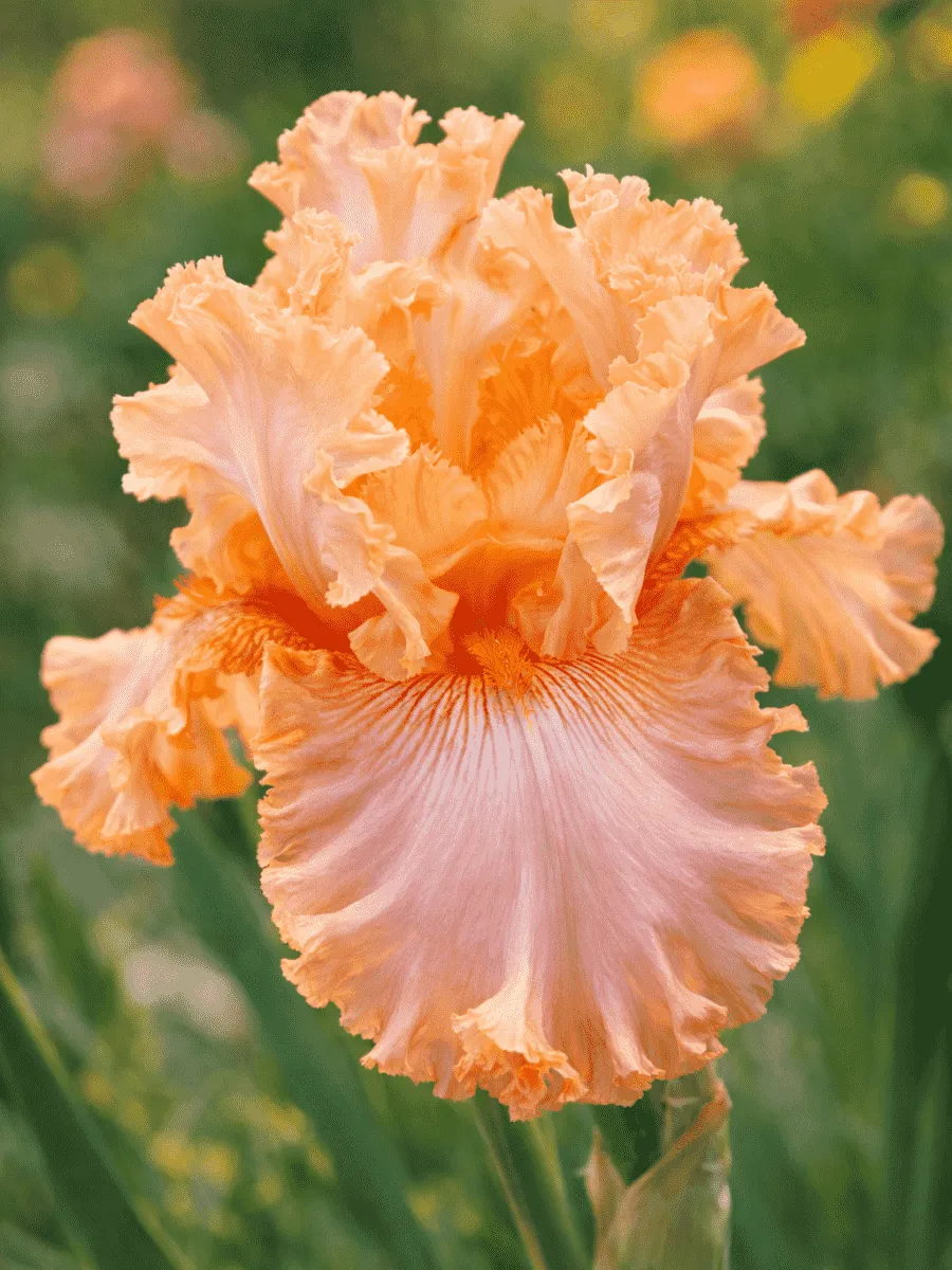 Ирис германский Apricot Silk