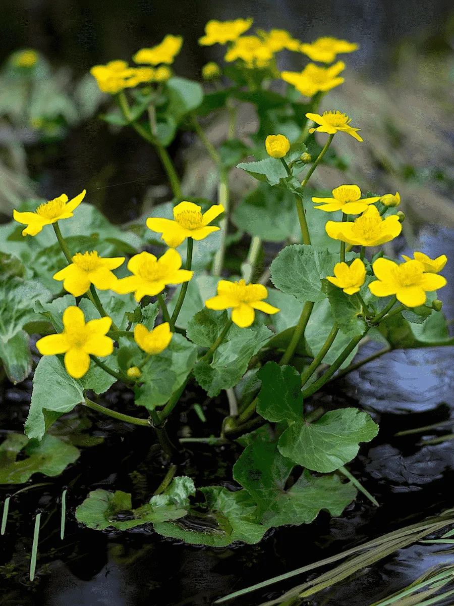 Калужница болотная